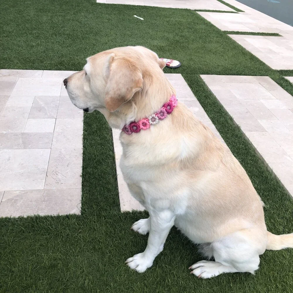 Pink Flower Dog Collar ~ Adjustable 15